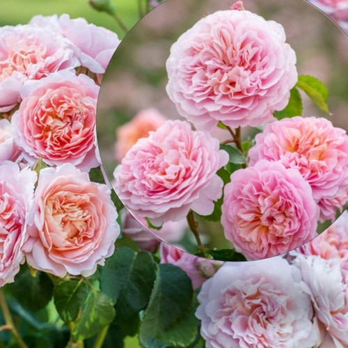Rosa 'Eustacia Vye' - Roos 'Eustacia Vye' C4/4L